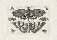 Motten en kleine insecten (1646) by Wenceslaus Hollar