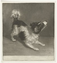 Hond, mogelijk een spaniël (1683 - 1755) by Jan Verkolje II