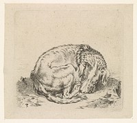 Slapende hond (1617 - 1681) by Cornelis Saftleven