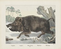 Cinghiale. / Sanglier. / Wildschwein. / Keuler. / Wild boar. / Wildzwein (1879) by R Schulz and firma Joseph Scholz