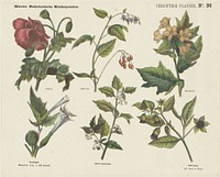 Vergiftige planten (1875 - 1903) by Jan de Haan, Emrik and Binger and anonymous