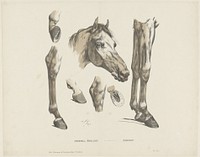 Cheval étalon / Hengst (1833 - 1856) by A van Loco and Glenisson and Van Genechten