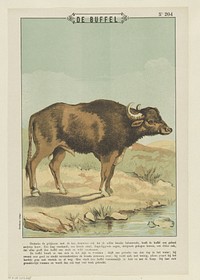 De buffel (1894 - 1959) by Gordinne and anonymous