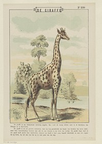 De giraffe (1894 - 1959) by Gordinne and anonymous