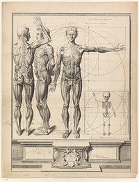 Anatomieprent met drie aanzichten van een man en een kinderskelet (1638 - 1694) by Crisóstomo Alejandrino José Martínez y Sorlí, Crisóstomo Alejandrino José Martínez y Sorlí and Franse kroon