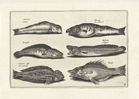 Zes vissen waaronder een aal (1634) by anonymous, Adriaen Collaert and Claes Jansz Visscher II
