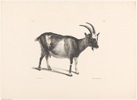 Geit (1820 - 1833) by Roelof van der Meulen, Karel du Jardin and Jean Augustin Daiwaille