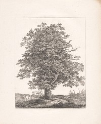 Boom in weiland (c. 1826) by Adrianus van der Koogh