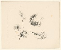 Diverse bloemen waaronder twee rozen (1820 - 1833) by Anton Weiss and Jean Augustin Daiwaille