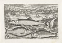 Vier vissen op een oever (after 1598 - 1618) by Adriaen Collaert, Adriaen Collaert and Adriaen Collaert