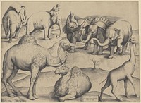 Olifanten, dromedarissen en een giraffe (1522 - 1577) by anonymous and Antonio Lafreri