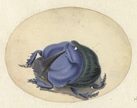Blauwe kever (1690 - 1700) by Jan Augustin van der Goes