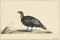 Vogel met zwarte veren en een rode krop, staande, naar links (c. 1699 - c. 1719) by Nicolaas Struyk