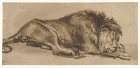 Study of a Lion Asleep (in or after c. 1650) by Rembrandt van Rijn