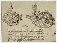 Sea Urchin (c. 1575 - c. 1625) by Jacques de Gheyn II