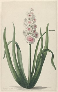 Bloeiende hyacint (1745 - 1784) by Pieter van Loo
