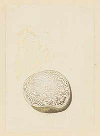 Hydnora africana Thunb. (Jackal-food plant), cross section (1777 - 1786) by Robert Jacob Gordon