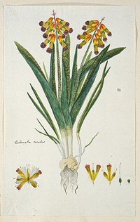 Lachenalia aloides (L.f.) Engl. var. quadricolor (Opal flower) (1777 - 1786) by Robert Jacob Gordon