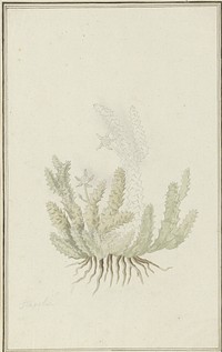 Duvalia caespitosa (Masson) Haw (Milkweed) (1777 - 1786) by Robert Jacob Gordon