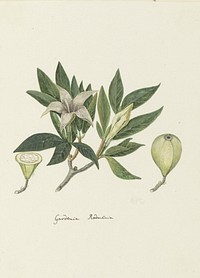 Rothmannia capensis Thunb, formerly gardenia capensis Druce (Wild Gardenia or common Rothmannia) (1777 - 1786) by Robert Jacob Gordon