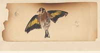 Vogel met uitgespreide vleugels (1887 - 1924) by Julie de Graag