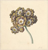 Bloemenstudie (1790 - 1862) by Maria Margaretha van Os