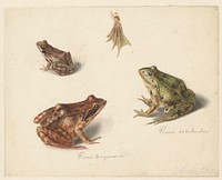 Blad met studie van een bruine landkikker rechts, links een groene waterkikker (1834) by Albertus Steenbergen