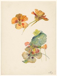 Studieblad met Oost-Indische kers (1824 - 1900) by Albertus Steenbergen