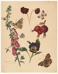 Studieblad met bloemen en vlinders (1824 - 1900) by Albertus Steenbergen