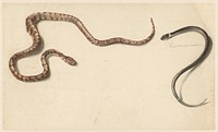 Twee tropische slangen (1824 - 1900) by Albertus Steenbergen