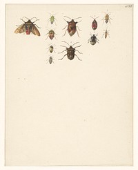 Studieblad met elf verschillende kevers (1824 - 1900) by Albertus Steenbergen