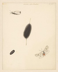 Studieblad met rups, cocon en nachtvlinder met uitgespreide vleugels van de Aretia Menthastri (1848) by Albertus Steenbergen