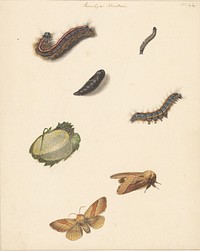 Studieblad met diverse rupsen, nachtvlinders, een ei en een cocon van de Bombya Neustria (1824 - 1900) by Albertus Steenbergen