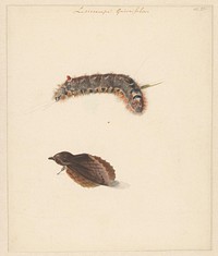 Studieblad met rups en nachtvlinders, Lasiocampa Quireifolia (1824 - 1900) by Albertus Steenbergen