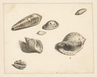 Studieblad met diverse schelpen (1824 - 1900) by Albertus Steenbergen