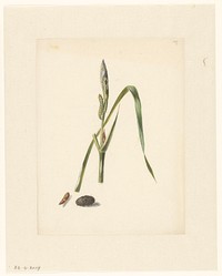 Studie van Iris met rups, eronder een cocon en ingesponnen rups (1824 - 1900) by Albertus Steenbergen