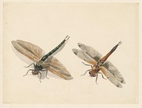 Studie van twee libellen (1824 - 1900) by Albertus Steenbergen
