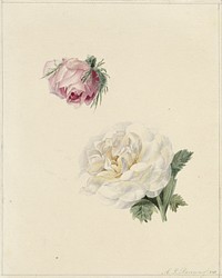 Studies van een roze en een witte roos (1841) by Marie Louise Praetorius