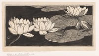 Waterlelies (in or before 1893) by Willem Wenckebach