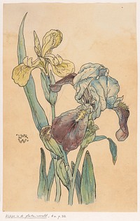 Iris (in or before 1893) by Willem Wenckebach