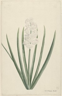 Witte hyacint (1746 - 1811) by Vincent Jansz van der Vinne