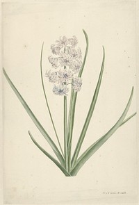 Wit-lichtblauwe hyacint (1746 - 1811) by Vincent Jansz van der Vinne