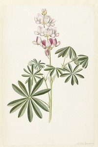Narrow-leaved Lupin (Lupinus angustifolius) (c. 1680 - before c. 1700) by Alida Withoos