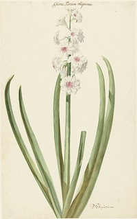 De rozewitte hyacint Gloria Florum Suprema (1735 - 1773) by Jan Augustini