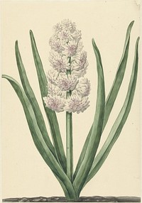 De rozewitte hyacint Staaten Generaal (1734) by Abraham Hendrik van Beesten