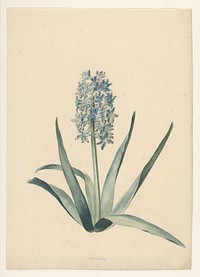 Hyacint (zonder bol) (1717 - 1771) by Nikolaus Friedrich Eisenberger