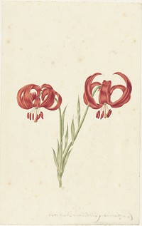 Red Lily (1728) by Catharina Lintheimer