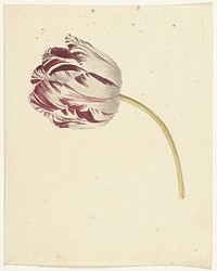 Rood-witte tulp (1700 - 1800) by anonymous