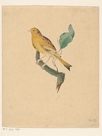 Geelgors (?) (1700 - 1800) by anonymous