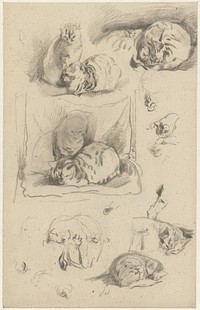 Studies van poezen (1821 - 1891) by Guillaume Anne van der Brugghen